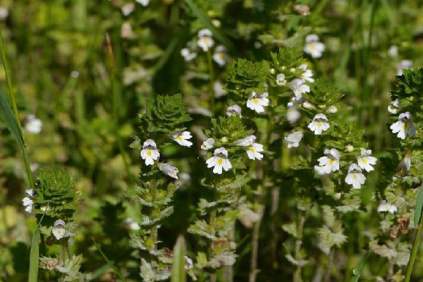 1660620201238275.jpeg 小米草2.jpeg