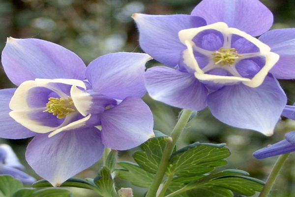 1660692552724225.jpg 大花耬斗菜2.jpg