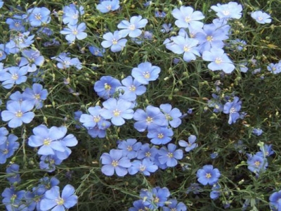 藍花亞麻種子什么時候成熟？