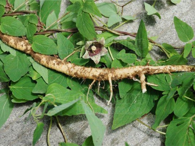 黨參種子什么時(shí)候成熟？