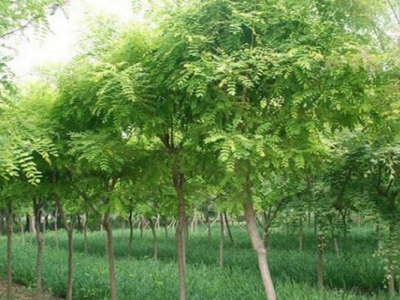 紫穗槐種子什么時(shí)候成熟？