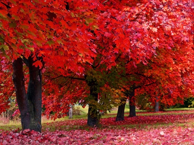 楓樹種子什么時候成熟？