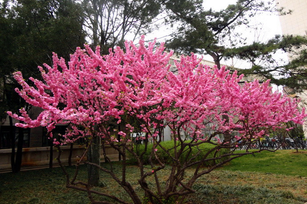 1663552079976201.jpeg 榆葉梅3.jpeg