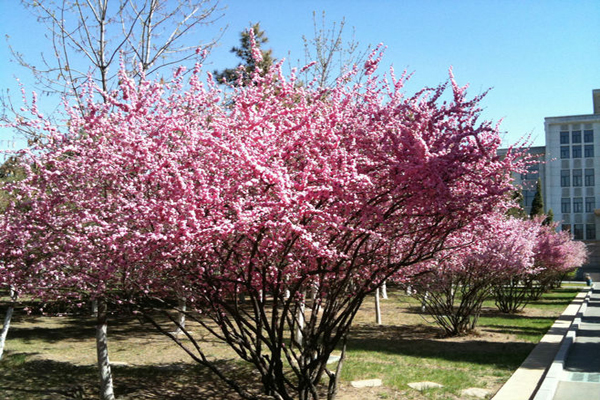 1663552087823452.jpeg 榆葉梅1.jpeg