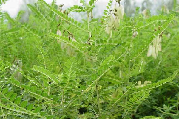 1663553137381237.jpeg 黃芪3.jpeg