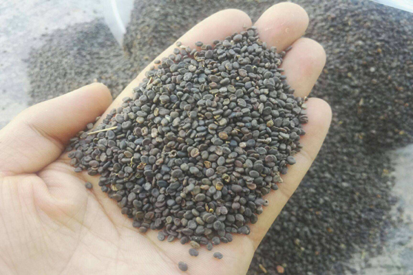 1663553145940868.jpeg 黃芪種子1.jpeg