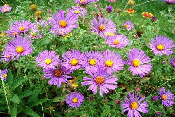 1663663436307477.jpeg 荷蘭菊2.jpeg