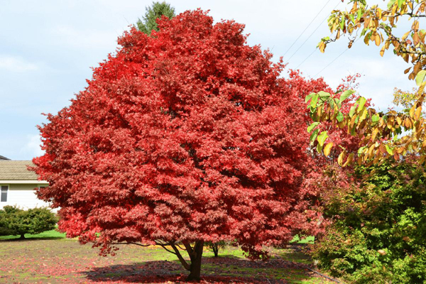 1663667443829391.jpeg 雞爪槭1.jpeg