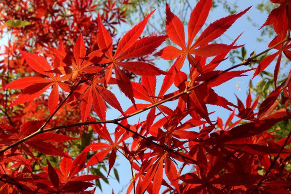 1663667452746648.jpeg 雞爪槭3.jpeg