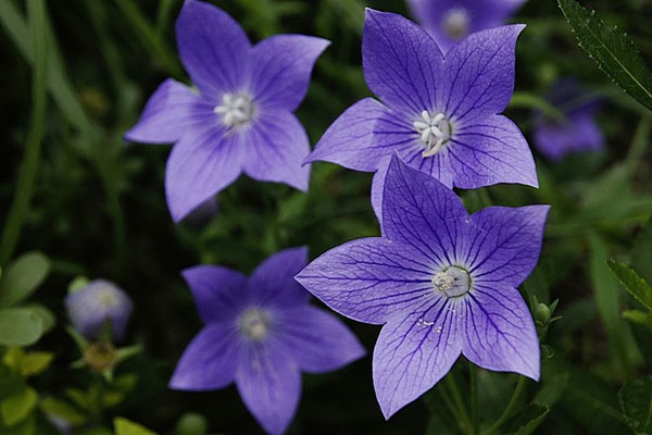 1663671770685062.jpeg 桔?;?.jpeg