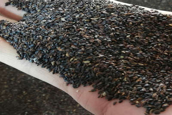 1663671781766542.jpeg 桔梗種子.jpeg