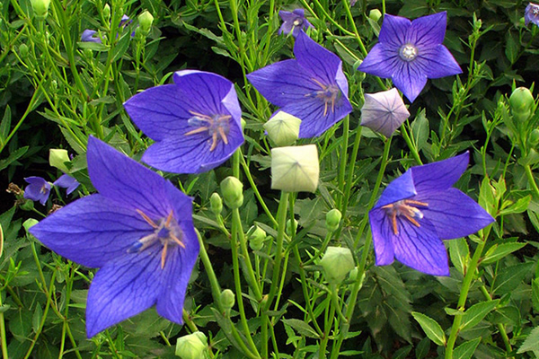 1663671789115170.jpeg 桔梗花3.jpeg