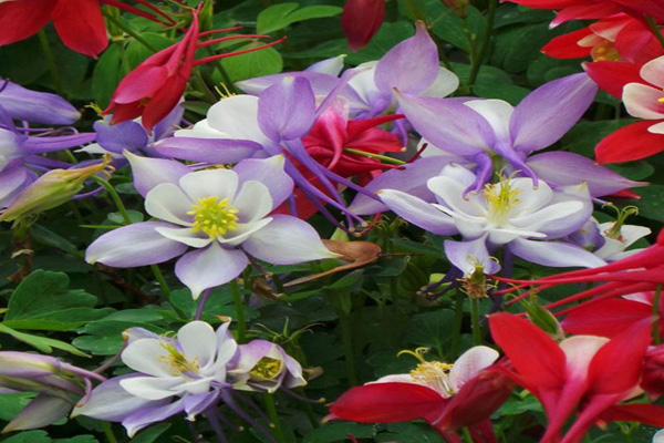 1663681788864663.jpg 大花耬斗菜1.jpg