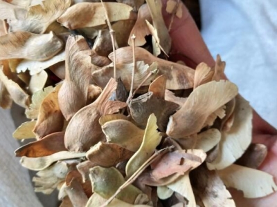 楓樹種子幾月播種好