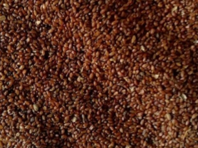 黨參種子幾天發(fā)芽