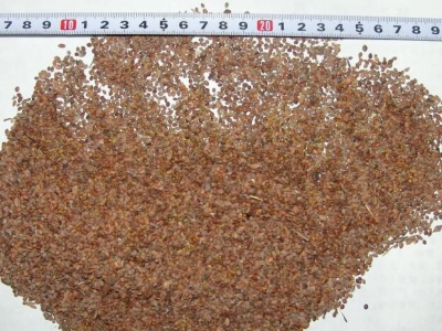 胡枝子種子如何快速發(fā)芽