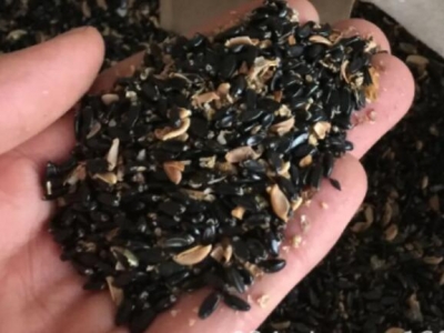 黃楊種子如何育苗