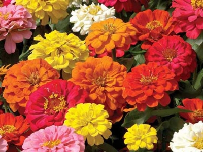 百日草種子什么時候采？