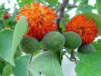 構(gòu)樹種子什么時(shí)候種植最好？