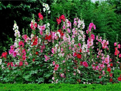 蜀葵種子什么時(shí)候采摘？