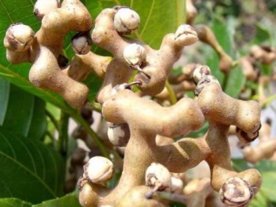 拐棗種子什么時(shí)候種植？