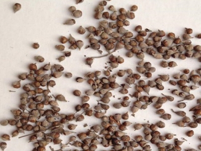 荊條種子種下幾天發(fā)芽？