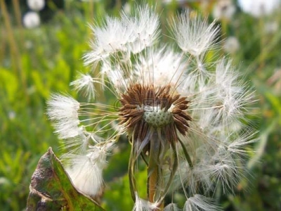 蒲公英種子幾天可以發(fā)芽？