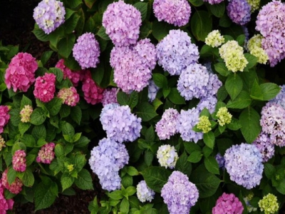 繡球花種子種下去幾天發(fā)芽？