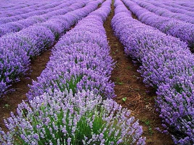 薰衣草種子種好一般幾天發(fā)芽？