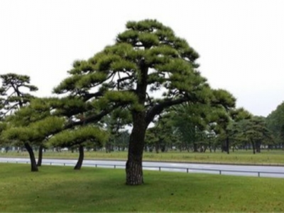 黑松種子幾天發(fā)芽？