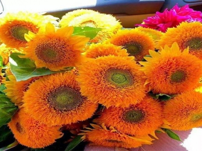 玩具熊向日葵種子幾天出土？