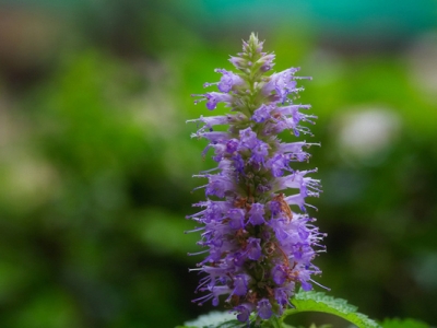 藿香種子種下幾天能出苗？