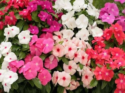 長春花種子幾天才會發(fā)芽？