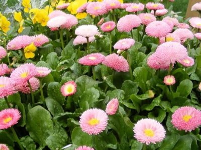  翠菊種子發(fā)芽要幾天？