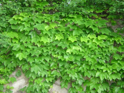 爬山虎種子幾天發(fā)芽？