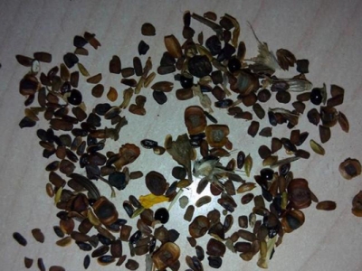 雛菊種子幾天可以發(fā)芽？