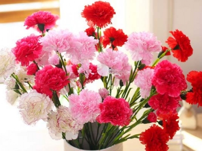 康乃馨種子種幾天能出？