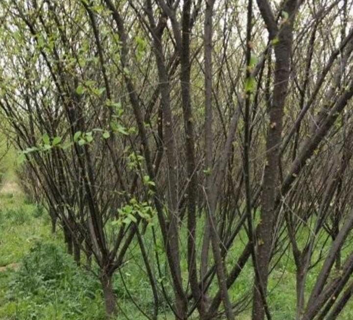 榆葉梅 榆葉梅