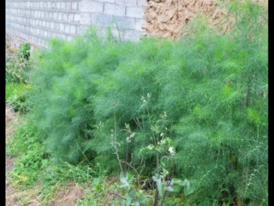 茴香種子什么時候成熟