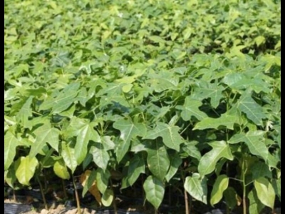 澳洲火焰木種子怎么催芽