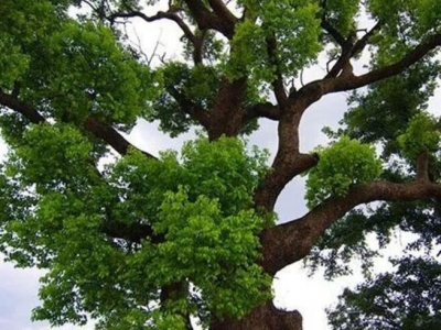 安徽地區(qū)香樟樹種子什么時候播種