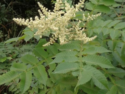 鹽膚木花期為什么有的早有的晚