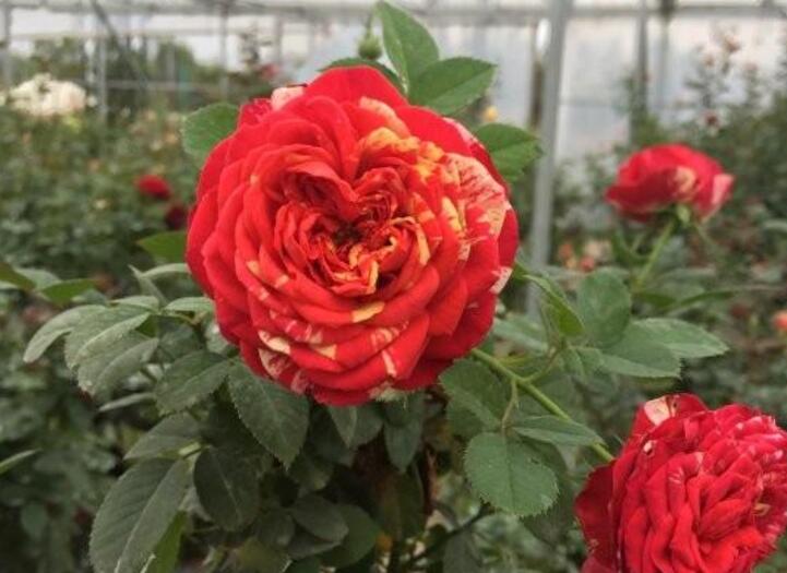 藤本月季 藤本月季