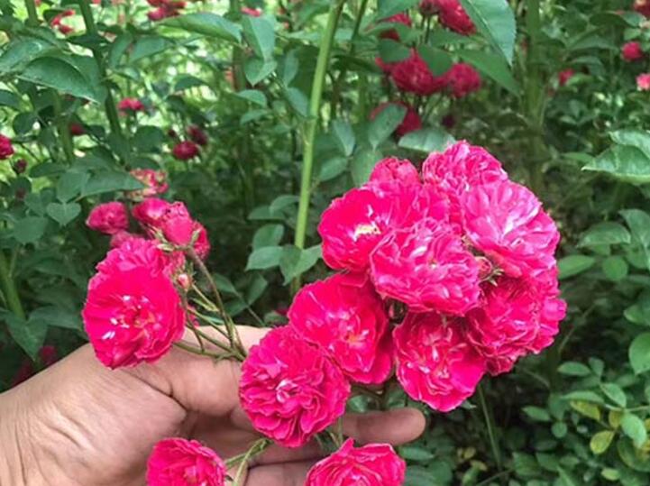 藤本月季 藤本月季