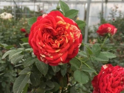 藤本月季耐寒多少度