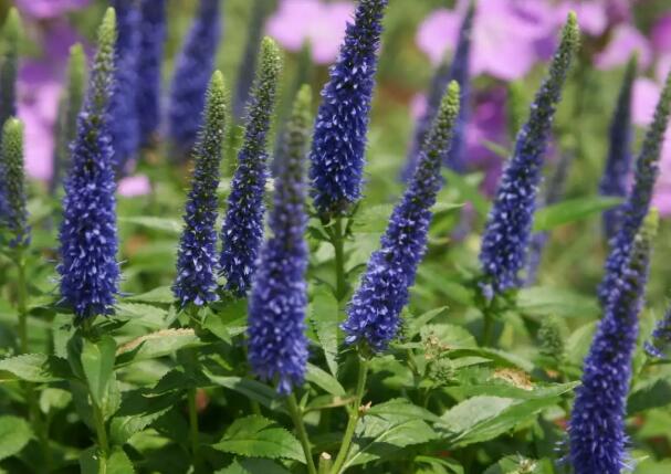 1671027392807695.jpg 5.jpg