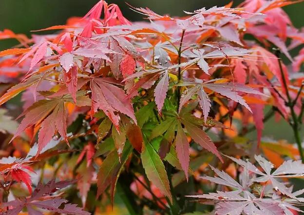 1671464190450230.jpg 4++.jpg