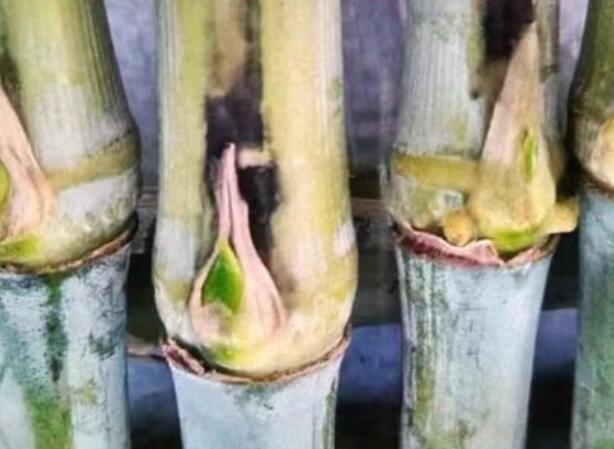 1672477100989714.jpg 9+.jpg