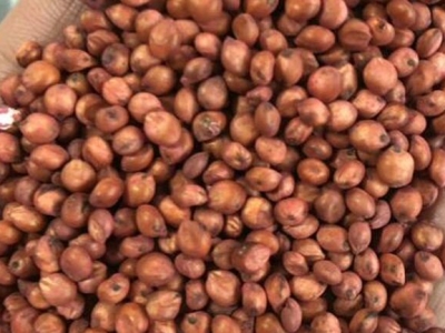 甜高粱種子什么時(shí)候播種