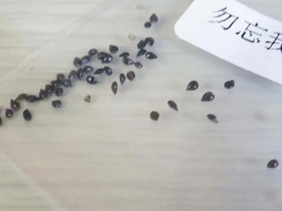 勿忘我種子什么時(shí)候播種最好